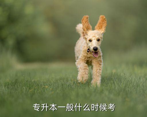 專升本是什么時候考試,專升本考試什么時候參加?一般大三考