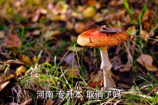 河南 專升本 取消了嗎