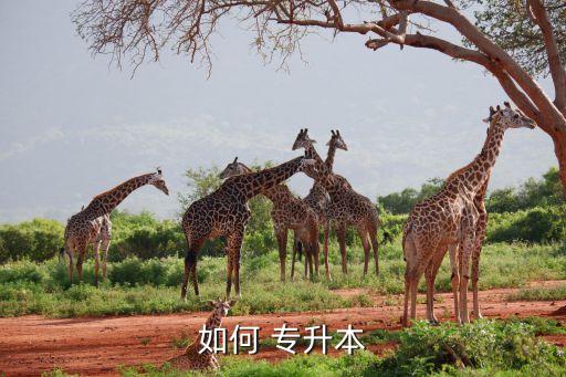大學(xué)畢業(yè)后怎么專升本,專升本是我國(guó)?？粕M(jìn)入本科階段方式