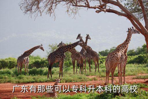  廣東有那些可以專科升本科的高校