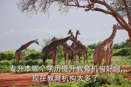 誠實(shí)專升本,網(wǎng)絡(luò)教育學(xué)院已獲批準(zhǔn)開設(shè)線上學(xué)習(xí)平臺