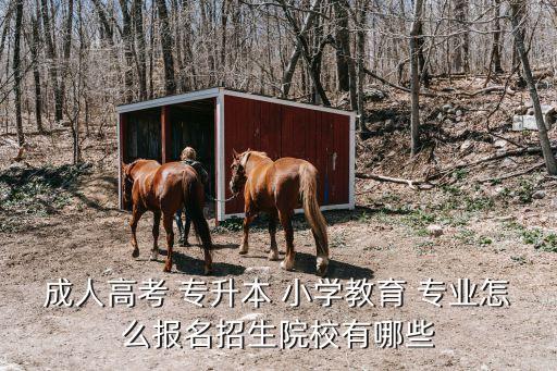 成人高考 專升本 小學(xué)教育 專業(yè)怎么報名招生院校有哪些