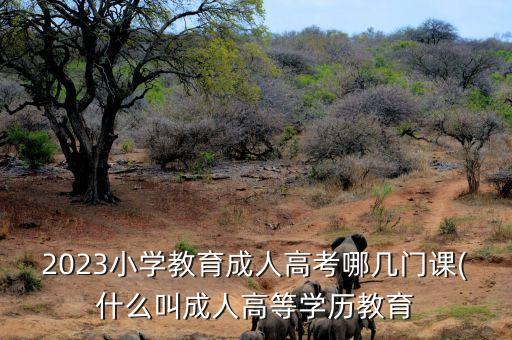 2023小學(xué)教育成人高考哪幾門課(什么叫成人高等學(xué)歷教育