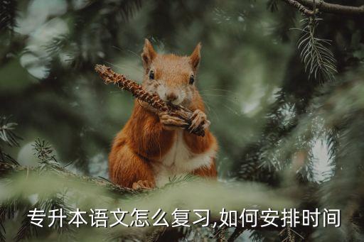  專升本語文怎么復(fù)習(xí),如何安排時間