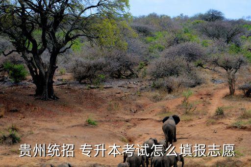  貴州統(tǒng)招 專升本考試怎么填報(bào)志愿