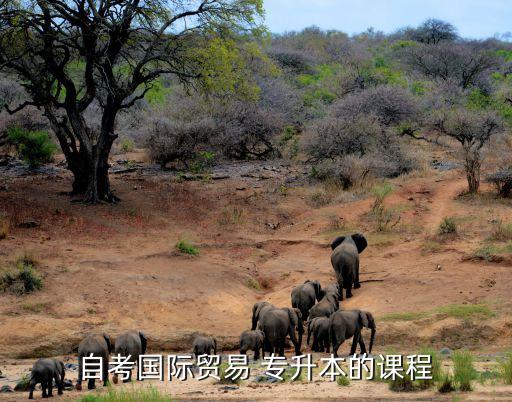 自考國(guó)際貿(mào)易 專(zhuān)升本的課程