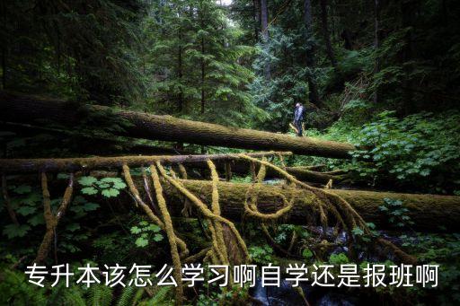  專升本該怎么學(xué)習(xí)啊自學(xué)還是報班啊