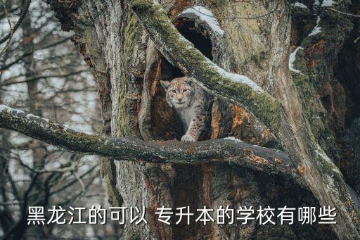  黑龍江的可以 專(zhuān)升本的學(xué)校有哪些