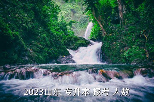 2023山東 專升本 報(bào)考 人數(shù)