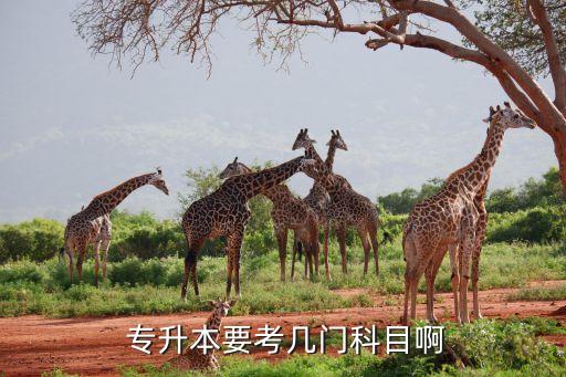  專升本要考幾門(mén)科目啊