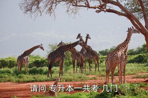 請(qǐng)問(wèn) 專升本一共考 幾門