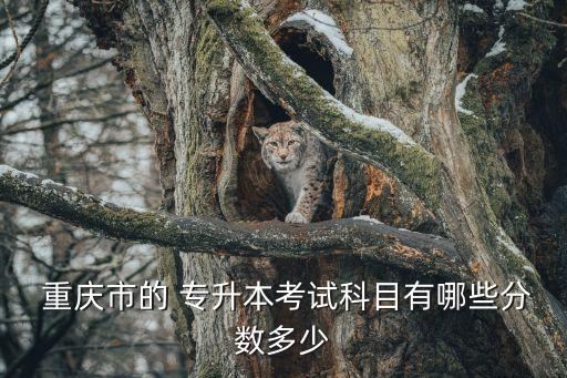  重慶市的 專升本考試科目有哪些分數(shù)多少
