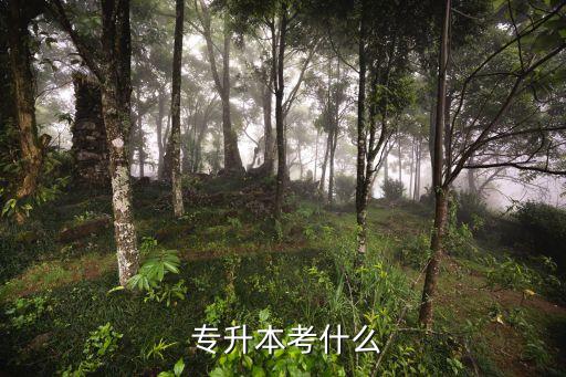  專升本考什么