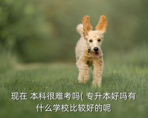 專升本的本科院校好么,在本科院校讀專科,專升本有優(yōu)勢嗎?