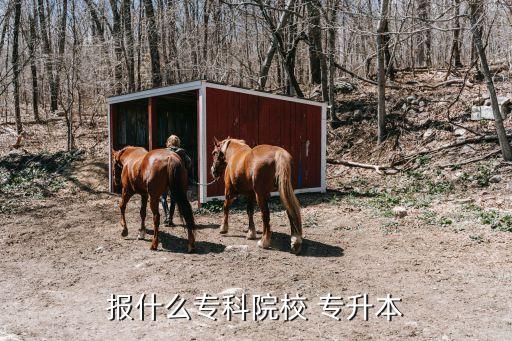 報(bào)什么?？圃盒?專升本