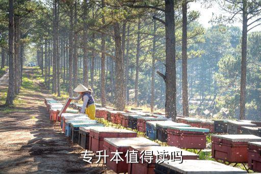 專升本好不好,點對點教育專升本好不好