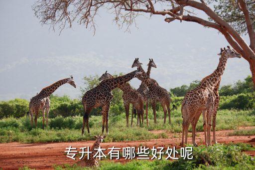  專升本有哪些好處呢