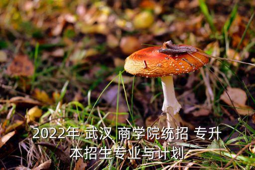 2022年 武漢 商學院統(tǒng)招 專升本招生專業(yè)與計劃