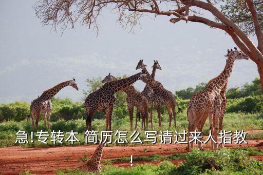 急!專轉(zhuǎn)本 簡歷怎么寫請過來人指教!