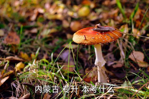 中文專升本考什么,室內(nèi)設(shè)計(jì)專升本需要考什么