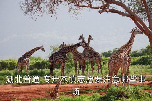 湖北普通 專升本填志愿要注意哪些事項(xiàng)